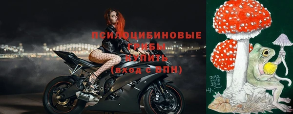 прущие грибы Новозыбков